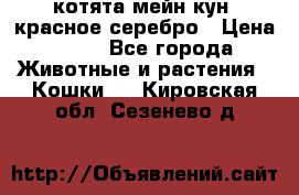 котята мейн кун, красное серебро › Цена ­ 30 - Все города Животные и растения » Кошки   . Кировская обл.,Сезенево д.